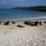 Galapagos Seelöwen
