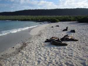 Galapagos Reise: Seelöwen