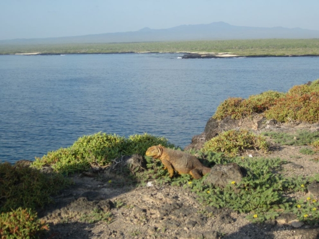 Galapagos