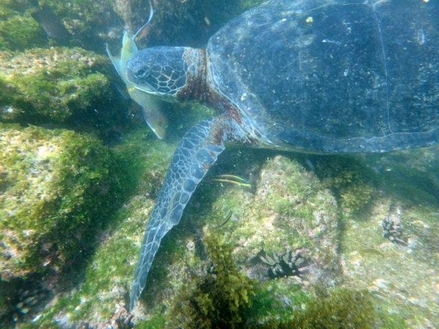 Galapagos Schildkröte