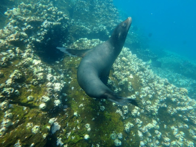 Galapagos Seelöwe