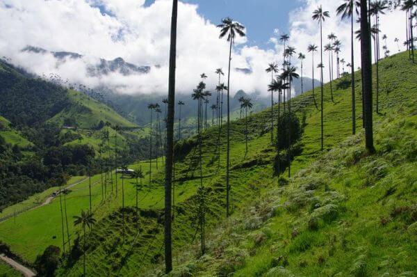 Cocora