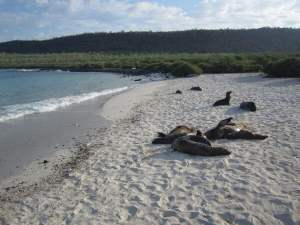 Galapagos Seelöwen