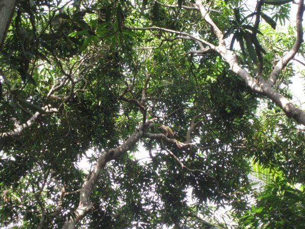 Tayrona