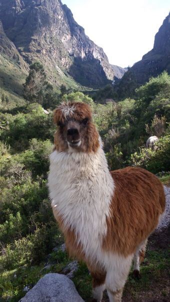 Peru Reisen: Lama