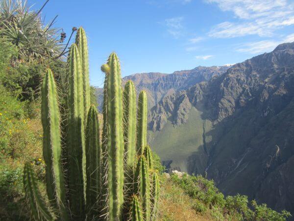 Peru Reise: Colca Canyon