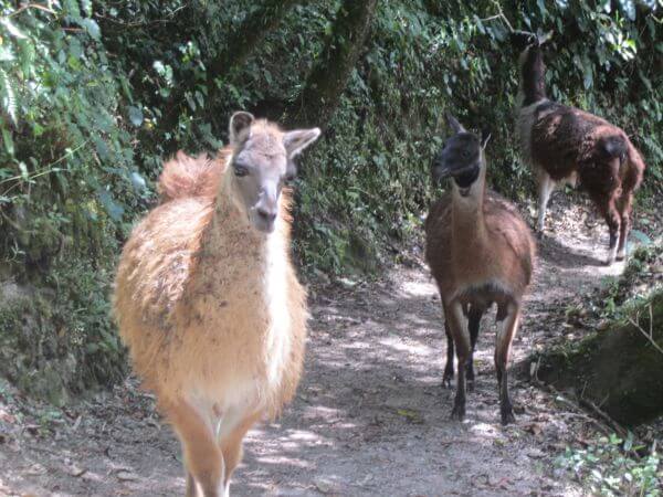 Peru Reise: Begegnung mit Lamas